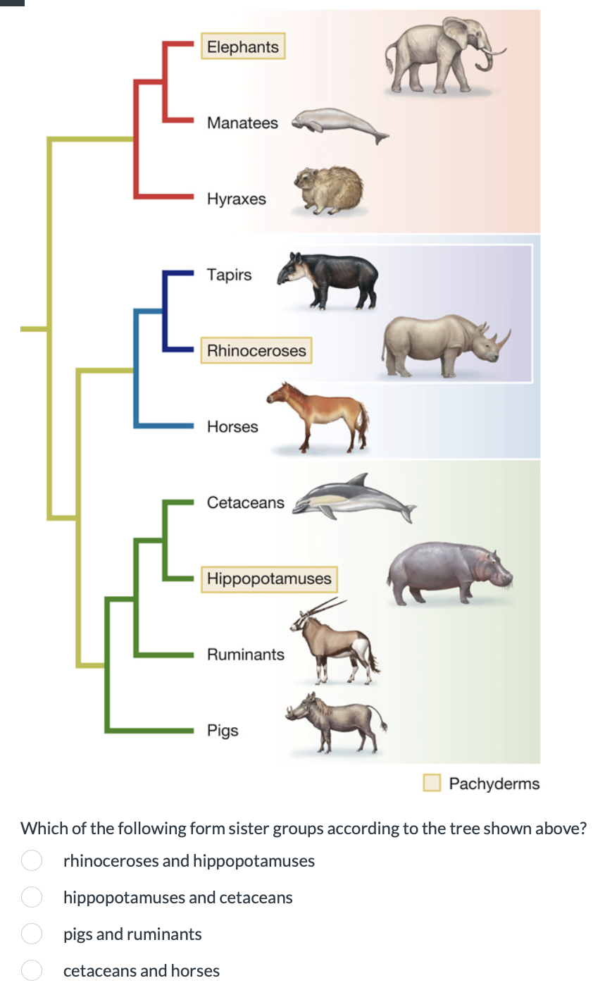 Elephants
Manatees
Hyraxes
Tapirs
Rhinoceroses
Horses
Cetaceans
Hippopotamuses
Ruminants
Pigs
Pachyderms
Which of the following form sister groups according to the tree shown above?
rhinoceroses and hippopotamuses
hippopotamuses and cetaceans
pigs and ruminants
cetaceans and horses