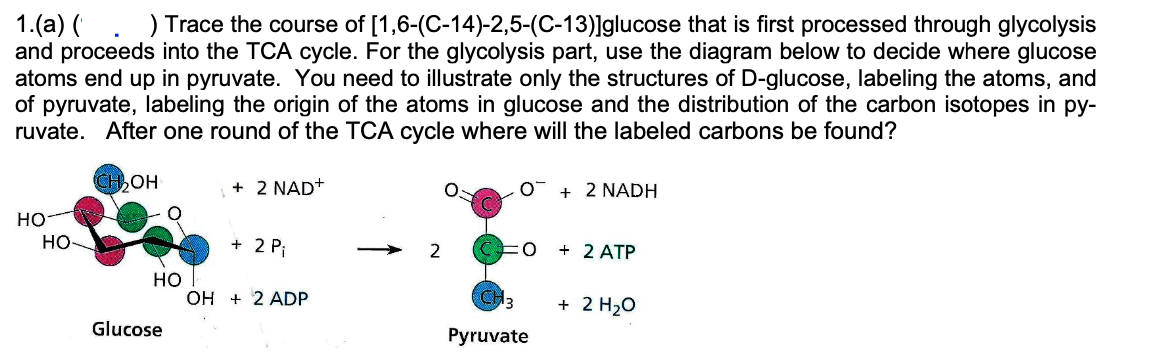 1.(a) ( ) Trace the course of [1,6-(C-14)-2,5-(C-13)]glucose that is first processed through glycolysis
and proceeds into the TCA cycle. For the glycolysis part, use the diagram below to decide where glucose
atoms end up in pyruvate. You need to illustrate only the structures of D-glucose, labeling the atoms, and
of pyruvate, labeling the origin of the atoms in glucose and the distribution of the carbon isotopes in py-
ruvate. After one round of the TCA cycle where will the labeled carbons be found?
HO
HO-
СНЬОН
+ 2 NAD+
от
+ 2 NADH
+ 2 P₁
2
+ 2 ATP
HO
OH 2 ADP
CH3
+ 2 H₂O
Glucose
Pyruvate