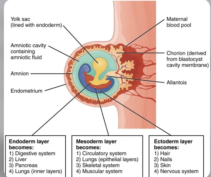 Yolk sac
(lined with endoderm).
Maternal
blood pool
Amniotic cavity
containing
amniotic fluid
Amnion
Endometrium
Chorion (derived
from blastocyst
cavity membrane)
Allantois
Endoderm layer
becomes:
1) Digestive system
2) Liver
3) Pancreas
4) Lungs (inner layers)
Mesoderm layer
becomes:
1) Circulatory system
Ectoderm layer
becomes:
1) Hair
2) Lungs (epithelial layers)
2) Nails
3) Skeletal system
3) Skin
4) Muscular system
4) Nervous system