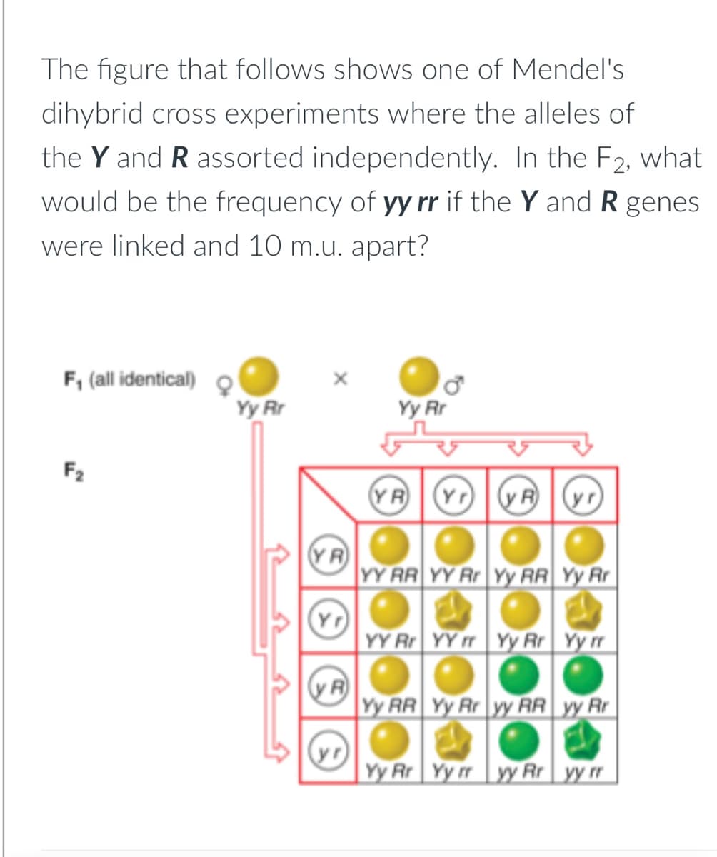 The figure that follows shows one of Mendel's
dihybrid cross experiments where the alleles of
the Y and R assorted independently. In the F2, what
would be the frequency of yy rr if the Y and R genes
were linked and 10 m.u. apart?
F₁ (all identical)
F2
Yy Rr
YR
(y R
Yy Rr
YR Yr VR vr
YY RR YY Rr Yy RR Yy Rr
YY Rr YYr Yy Rr Yy rr
Yy RR Yy Rr yy RR yy Rr
Yy Rr Yyrr vy Rr yy rr