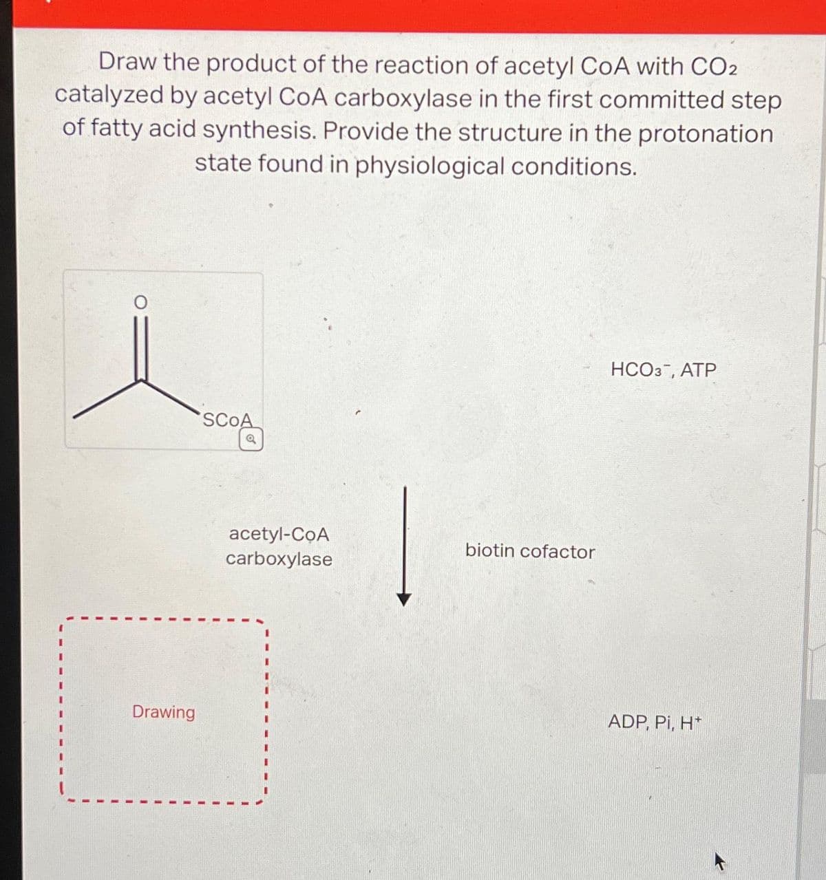 Draw the product of the reaction of acetyl CoA with CO2
catalyzed by acetyl CoA carboxylase in the first committed step
of fatty acid synthesis. Provide the structure in the protonation
state found in physiological conditions.
Drawing
SCOA
Q
acetyl-COA
carboxylase
biotin cofactor
HCO3, ATP
ADP, Pi, H*